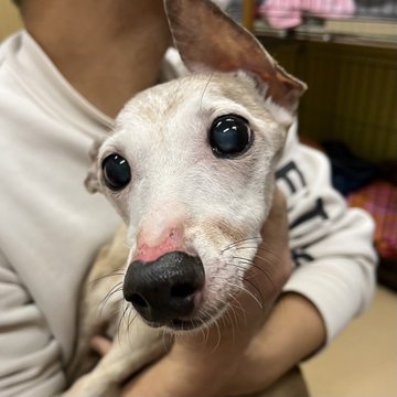 🐾新メンバー🔰ご紹介🐾2022,12,12【保護犬カフェ天神橋店】